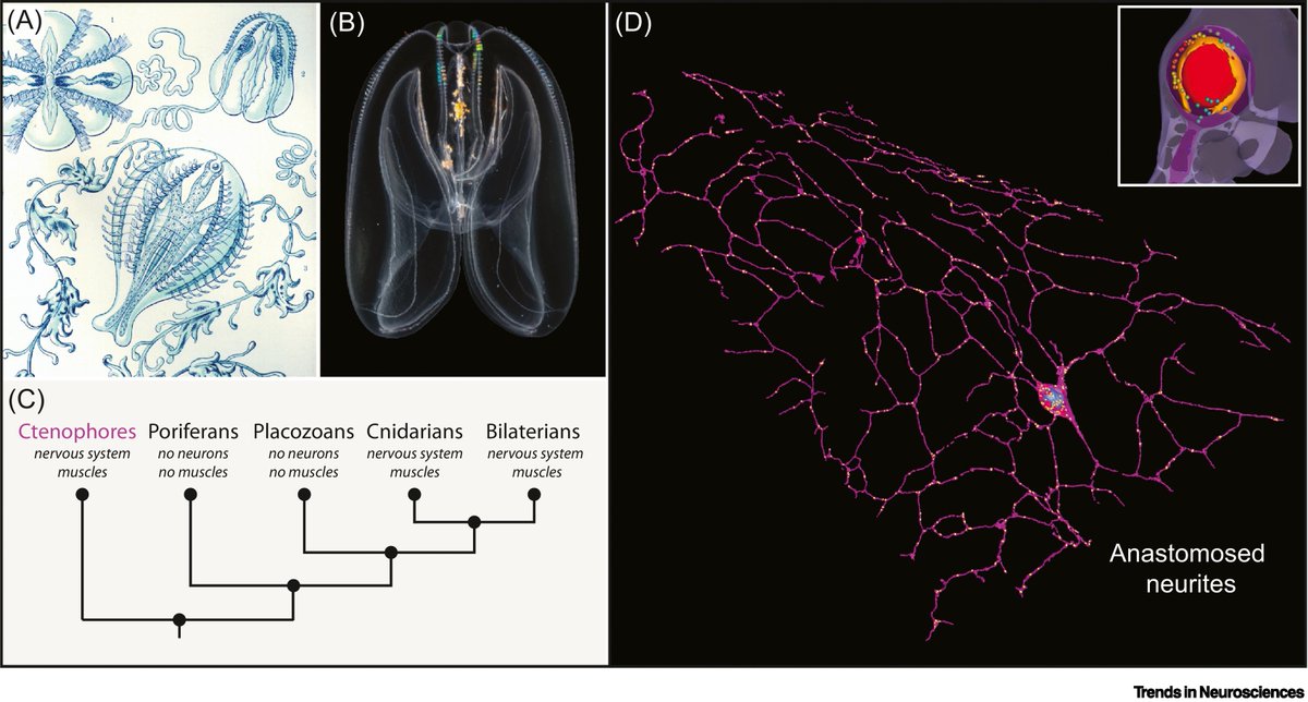 Want to know more about the fascinating nervous system of ctenophores? My latest out in @TrendsNeuro 'Ctenophores and the evolutionary origin(s) of neurons' authors.elsevier.com/a/1fsaUbotpyLI9 @Sars_Centre @UiB #ctenophores