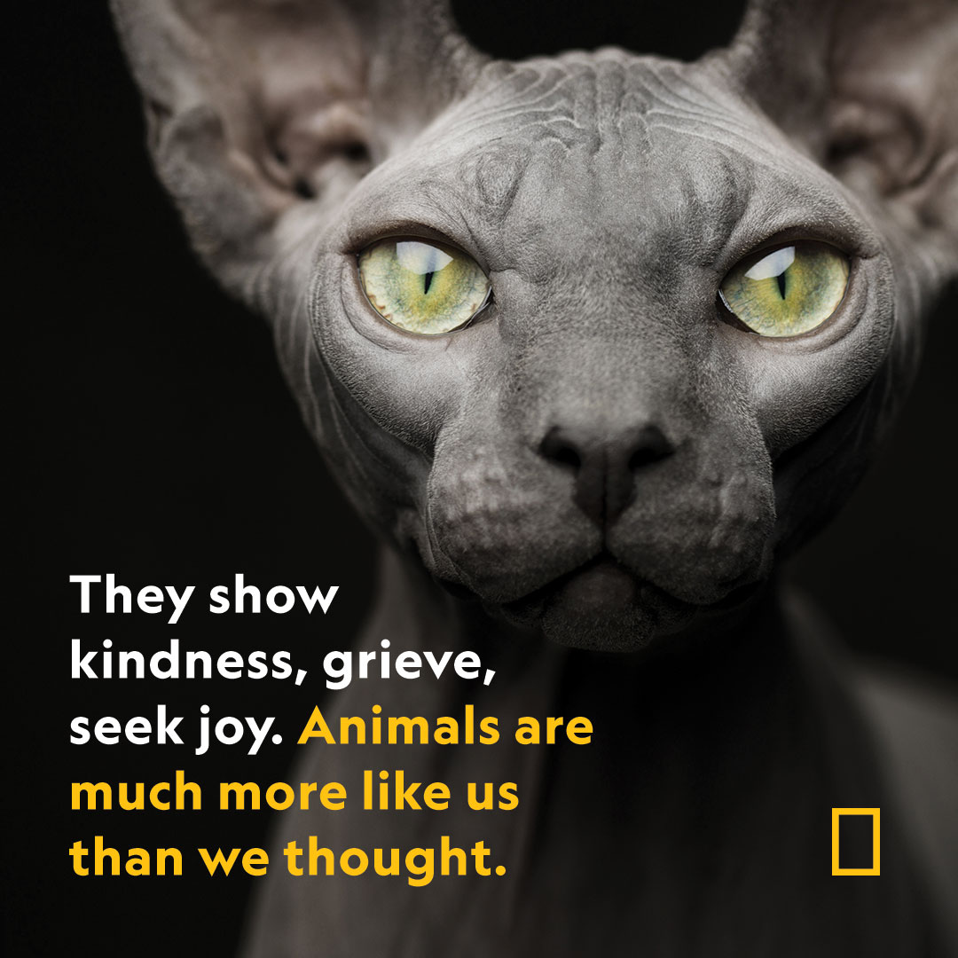 We no longer doubt that many animals possess impressive cognitive abilities. But new research reveals that many species have much more in common with humans than previously thought on.natgeo.com/3EjuQi4 #WorldAnimalDay