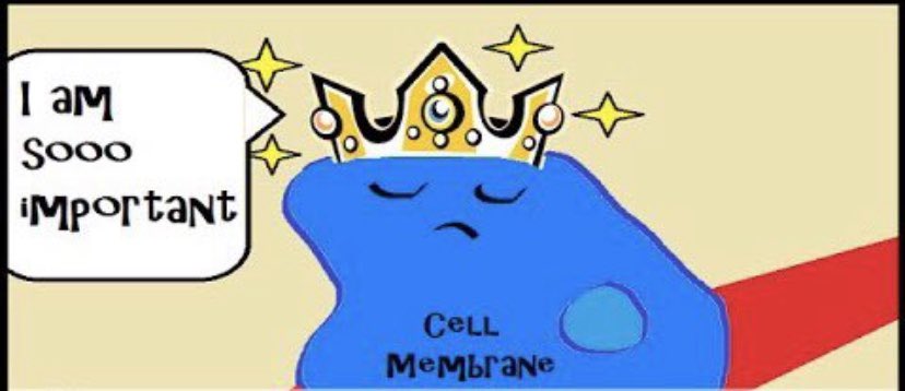 cell_mem_4_prez's tweet photo. For those who don’t know, I am the Cell Membrane. I protect the organelles on the inside from the horrors of the outside. I reject the evil virus’s and except those who give benefit. Last day to get votes! #votecellmembrane #insaneinthemembrane @bzbridavis https://t.co/6oHBEiEpXF