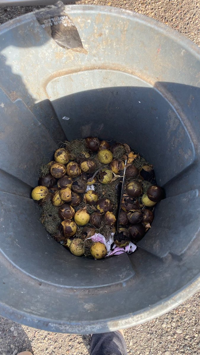 Kirsten Mitchell on Twitter "Nuts! 🌰 This is what a Richfield woman