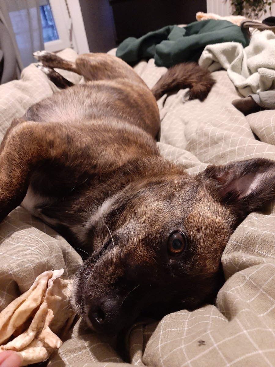 LalidEtigues's tweet photo. @turbojoul Kalité, dite Kali ! Elle a 4 ans, trouvée dans la rue. Elle avait aucune trace de violence mais elle a peur de l'humain donc je pense qu'elle a été battue. Elle était propre mais elle ne savait pas jouer. Maintenant c'est le meilleur chien 💜💜 https://t.co/h1iCahVVvV