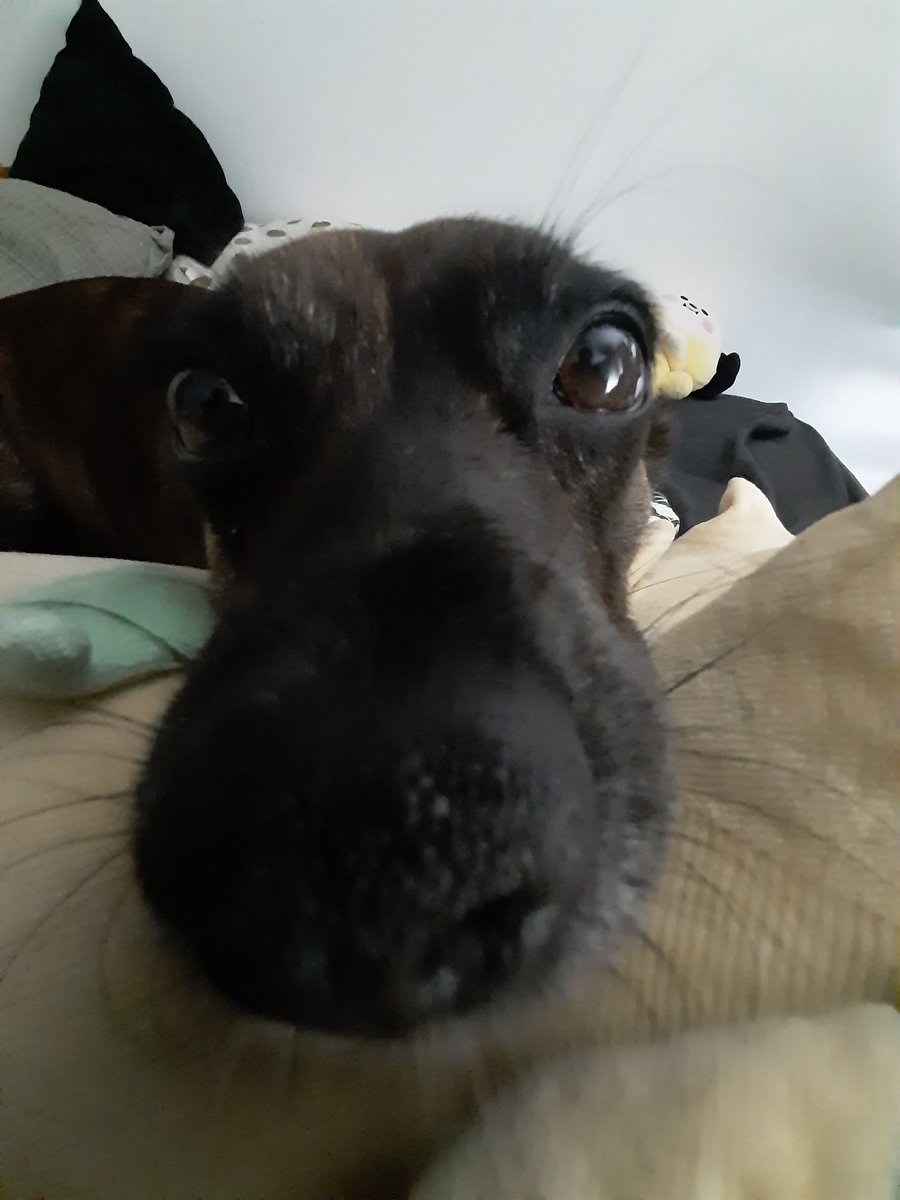 LalidEtigues's tweet photo. @turbojoul Kalité, dite Kali ! Elle a 4 ans, trouvée dans la rue. Elle avait aucune trace de violence mais elle a peur de l'humain donc je pense qu'elle a été battue. Elle était propre mais elle ne savait pas jouer. Maintenant c'est le meilleur chien 💜💜 https://t.co/h1iCahVVvV
