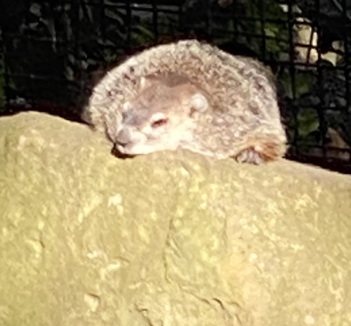 DaisyMYounger's tweet photo. Momma went to da zoozers today and dis guy was in da rhino’s area. That rhino too sweet, ☺️ I chase dem outta my yard!!
Do yous call it a groundhog or a whistle pig????🤣🧐😜
#dogsoftwitter #CLEZoo
#animals #groundhog https://t.co/sBaWEUUrbF