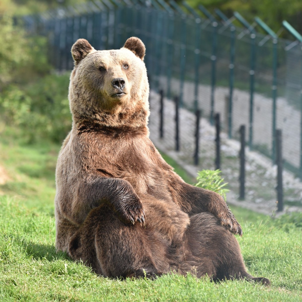 fourpawsAU's tweet photo. Bear Anik soaking in the autumn sun at our @kosovo_bears 🐻☀️.
He is proudly “wearing” a shiny new coat as the cool days are approaching. Of course, he never misses a chance for some Vitamin D.
#winteriscoming #soakinginthesun #wildlifephotography #animal #sanctuary https://t.co/lOCCUFmVaU