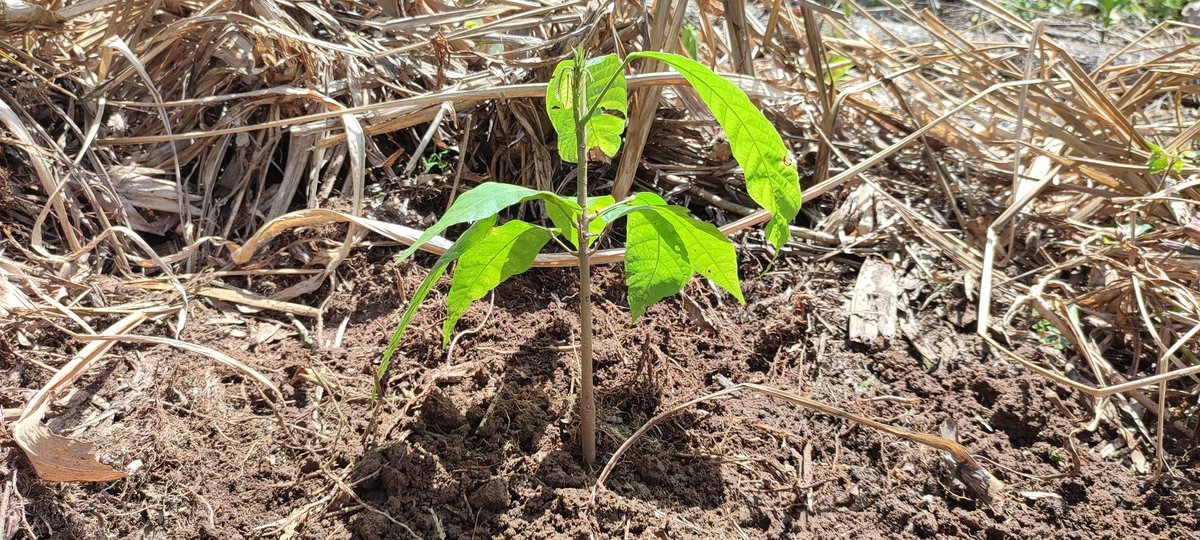 ChocolatesQr's tweet photo. Implementación genética (2) ORIGEN +5300 cacao blanco, con esto garantizamos un perfil organoléptico inigualable.
@chocoinstitute 
@PROAmazoniaEC 
@PermatreeF 
@premiosverdes https://t.co/Ulb3UOr9oh
