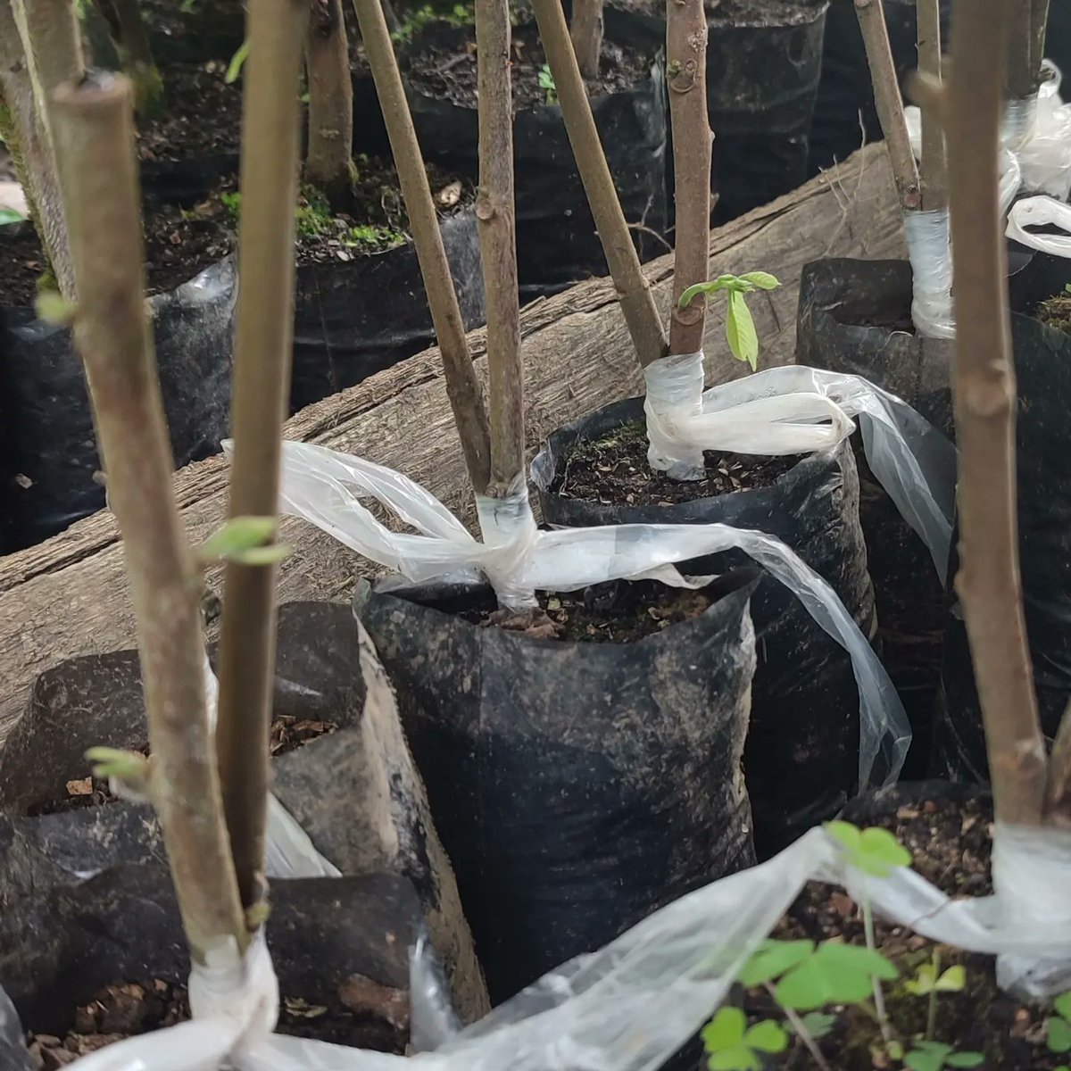 ChocolatesQr's tweet photo. Implementación genética (2) ORIGEN +5300 cacao blanco, con esto garantizamos un perfil organoléptico inigualable.
@chocoinstitute 
@PROAmazoniaEC 
@PermatreeF 
@premiosverdes https://t.co/Ulb3UOr9oh
