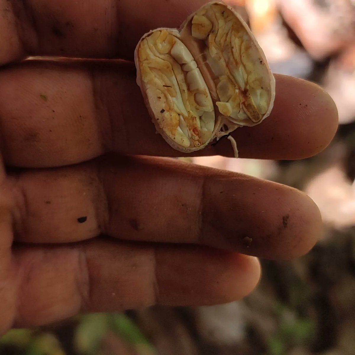 ChocolatesQr's tweet photo. Implementación genética (2) ORIGEN +5300 cacao blanco, con esto garantizamos un perfil organoléptico inigualable.
@chocoinstitute 
@PROAmazoniaEC 
@PermatreeF 
@premiosverdes https://t.co/Ulb3UOr9oh