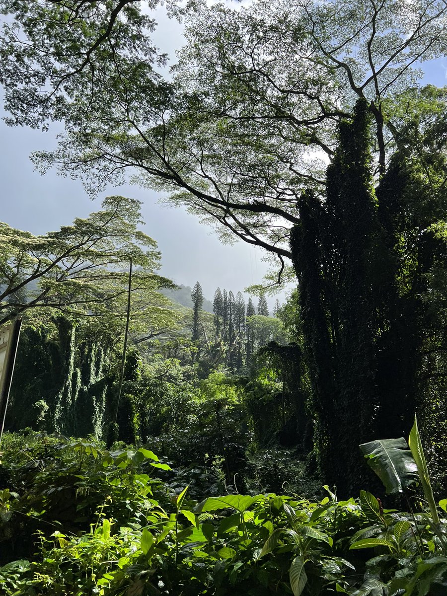 Manoa Falls Hike with the best tour guides!  #Hawaii #hikingadventures #Mahalo