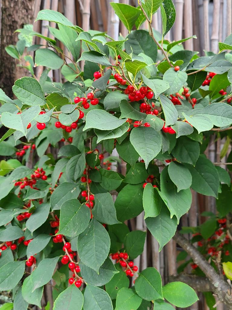 ウメモドキ Twitter Search Twitter