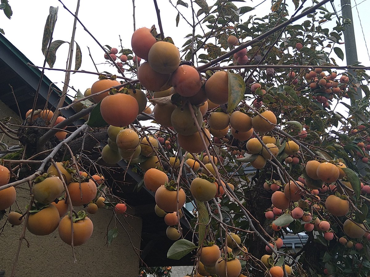 aya01@生きてるだけで儲けもの tweet media