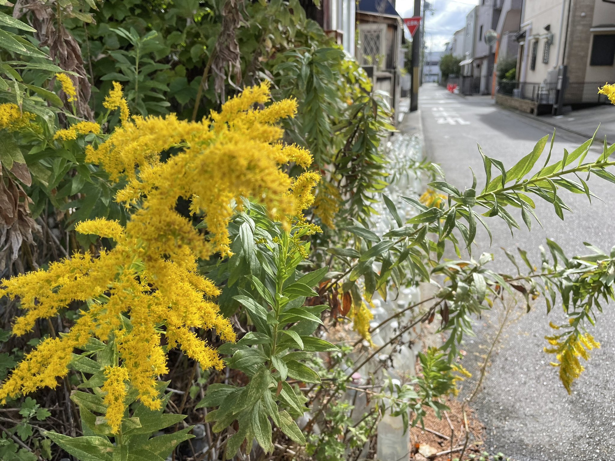 Coco美漢方 田中 友也です ブタクサと同じ時期に咲くので 秋花粉の原因と濡れ衣を着せられやすい セイタカアワダチソウ この花は虫媒体で花粉を運ぶので 花粉を風に乗せて飛ばすわけじゃないんです ですが 季節的に花粉症の原因だと思われがち