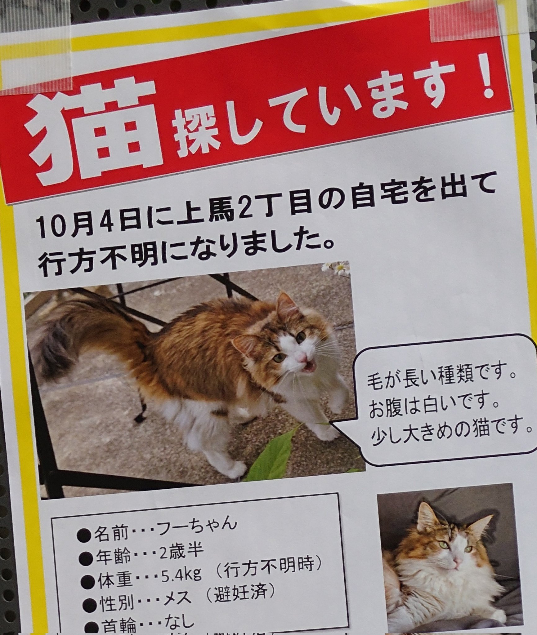 猫探しています Twitter Search Twitter