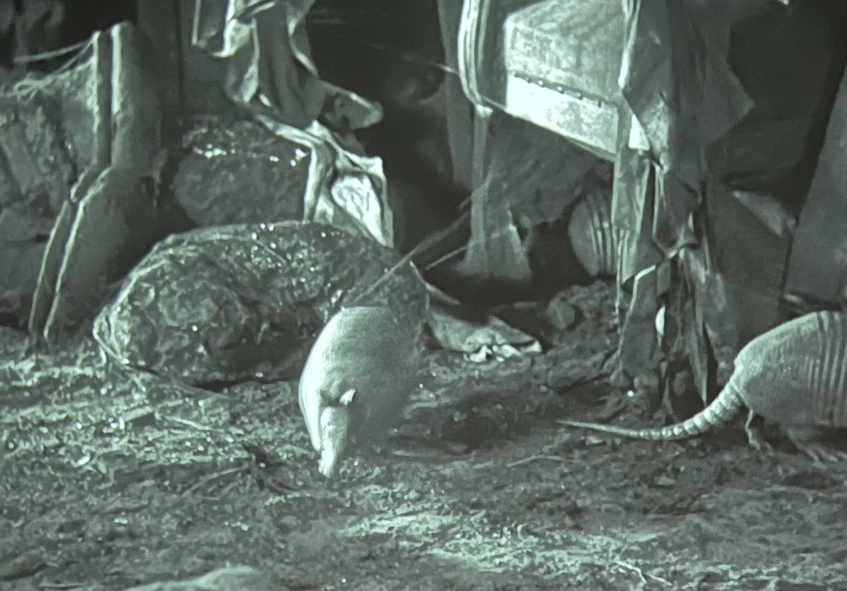 Tod Browning’s DRACULA (1931) is supremely atmospheric but I forgot about the establishing shots of . . . armadillos?