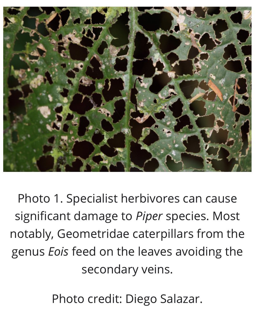 PIPER HERBIVORY -- Cool photos by <a href="/chem_eco/">Diego Salazar Amoretti</a> in the <a href="/ESABulletin/">Bulletin ESA</a> <a href="/ESA_org/">Ecological Society</a>     esajournals.onlinelibrary.wiley.com/share/8VDZT33I…