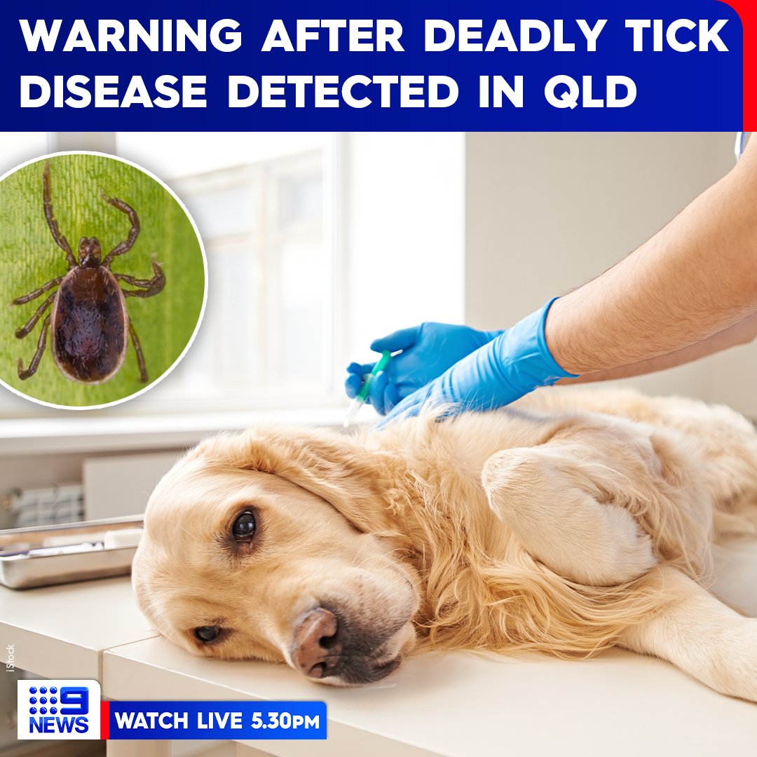 9News Gold Coast tweet media