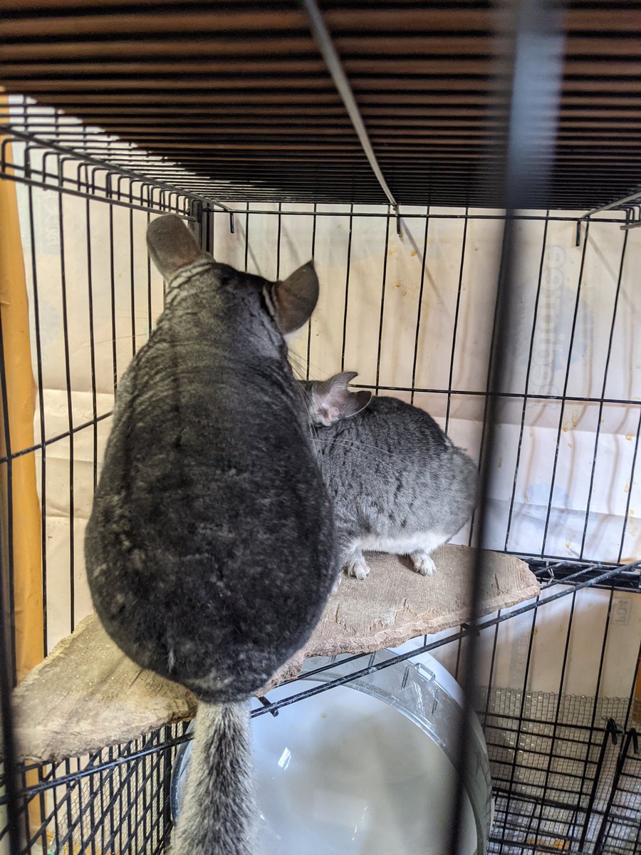 ama_2cfs's tweet photo. チンチラ #八幡市こども動物園 #YCZ https://t.co/9mLwA8eEw8