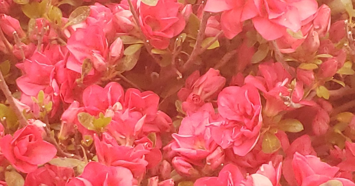 Dravinixia's tweet photo. Flower bush. #flower #artist #artistsontwitter #FYP #fypシ #photograghy #PhotographyIsArt #pictures https://t.co/eECKWivtsI