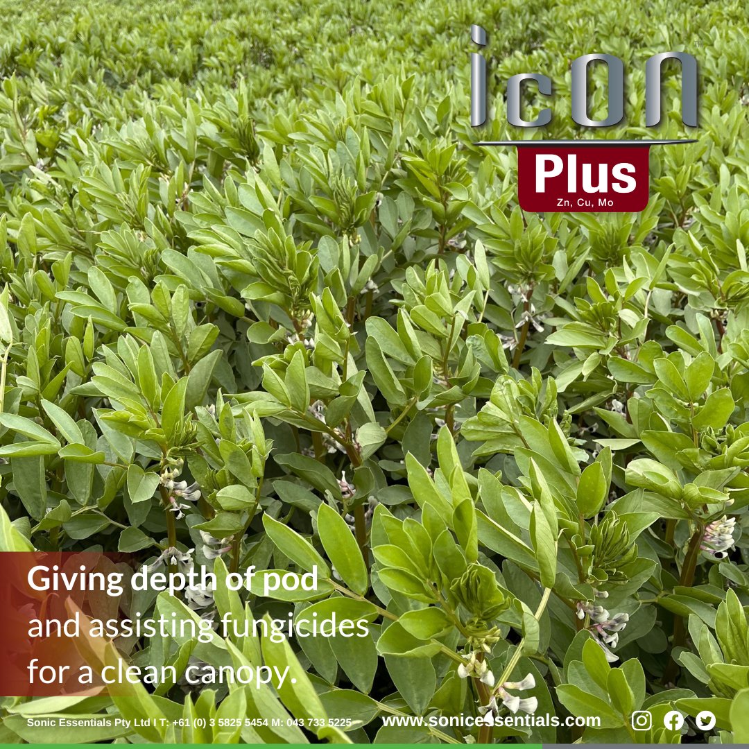 SonicEssentials's tweet photo. #IcONPlus delivering a balanced blend of #Zinc #Copper and #molybdenum helping fungicides keep the canopy clean and enhance flowering. https://t.co/ZtGH5eZo53