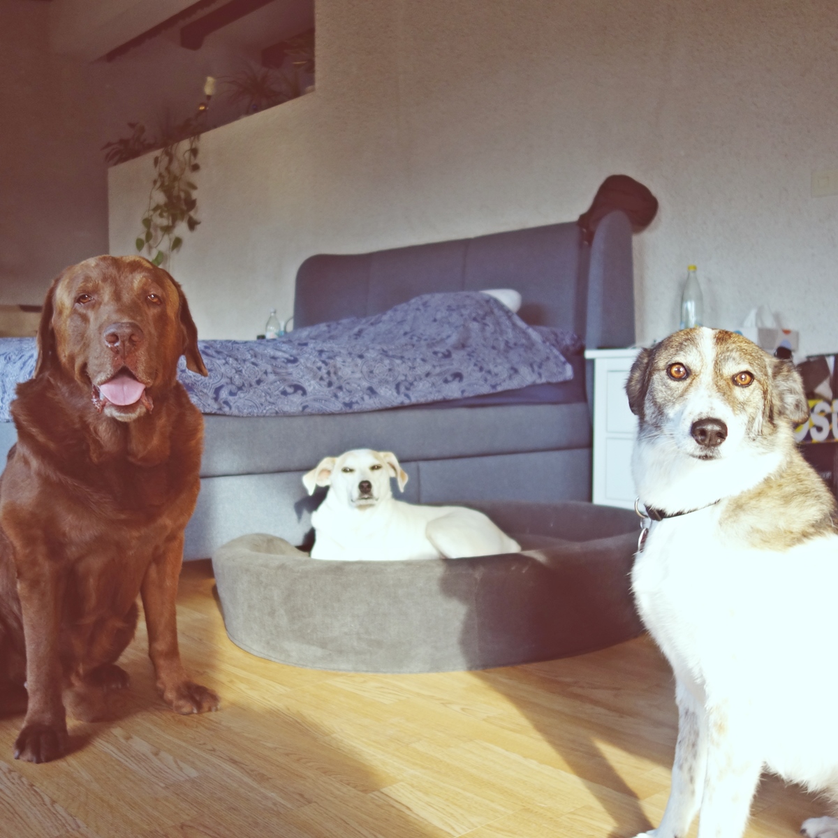 dietermichalek's tweet photo. Dogs Are My Favorite Kind Of People
#dogsarefamily #DogsofTwittter #doglovefood #dog #dogphotography #photooftheday #dogs #chien #allkindsof_pets #perro #exellent_dogs #doglover #dogsarelove #dogoftheday #CAOS #dogstagram #bavaria #germany #dogsofinstagram #labrador https://t.co/hZEQMCXgou