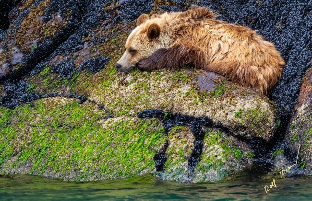 rolfhickerphoto's tweet photo. Sleepy time bear.

Resting Grizzly bears are aways on alert even if they appear sleeping. In Knight Inlet, Kwakwaka'wakw First Nations Territory, BC.

📸 Rolf Hicker Photography 
#grizzly #grizzlybear #knightinlet #Kwakwakawakw https://t.co/STLZ2Kdps3
