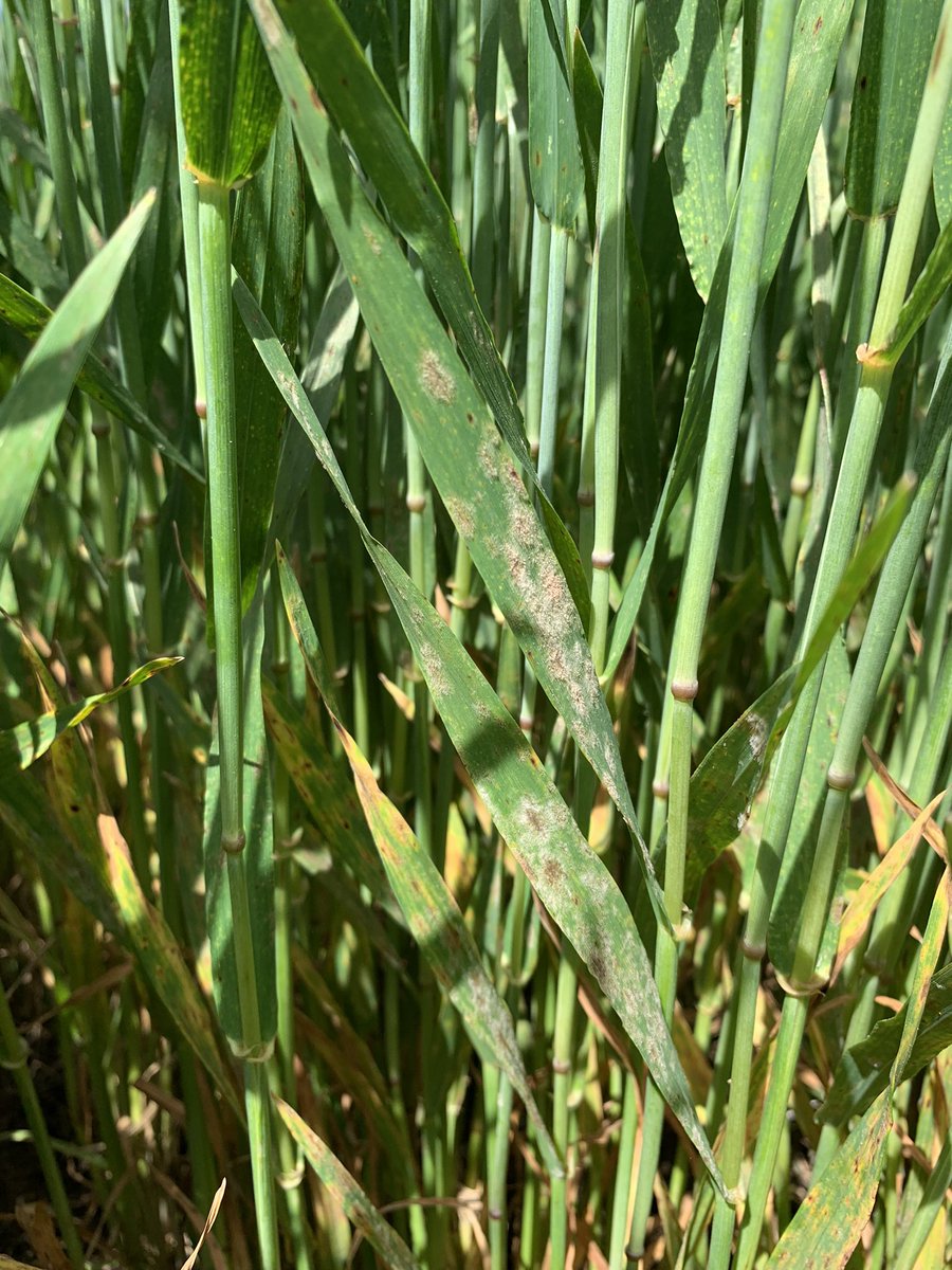 Powdery mildew starting to appear in barley crops in Victoria. Keep an eye out as it can develop rapidly where conditions are favourable.