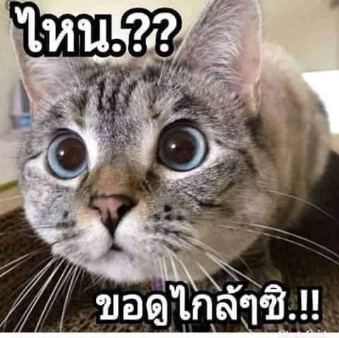 DamrongD4's tweet photo. @cinta103B @SH7lPvcRRiMPgtQ ใหญ่จิงป่าวคับ https://t.co/0JeuIW7ROE