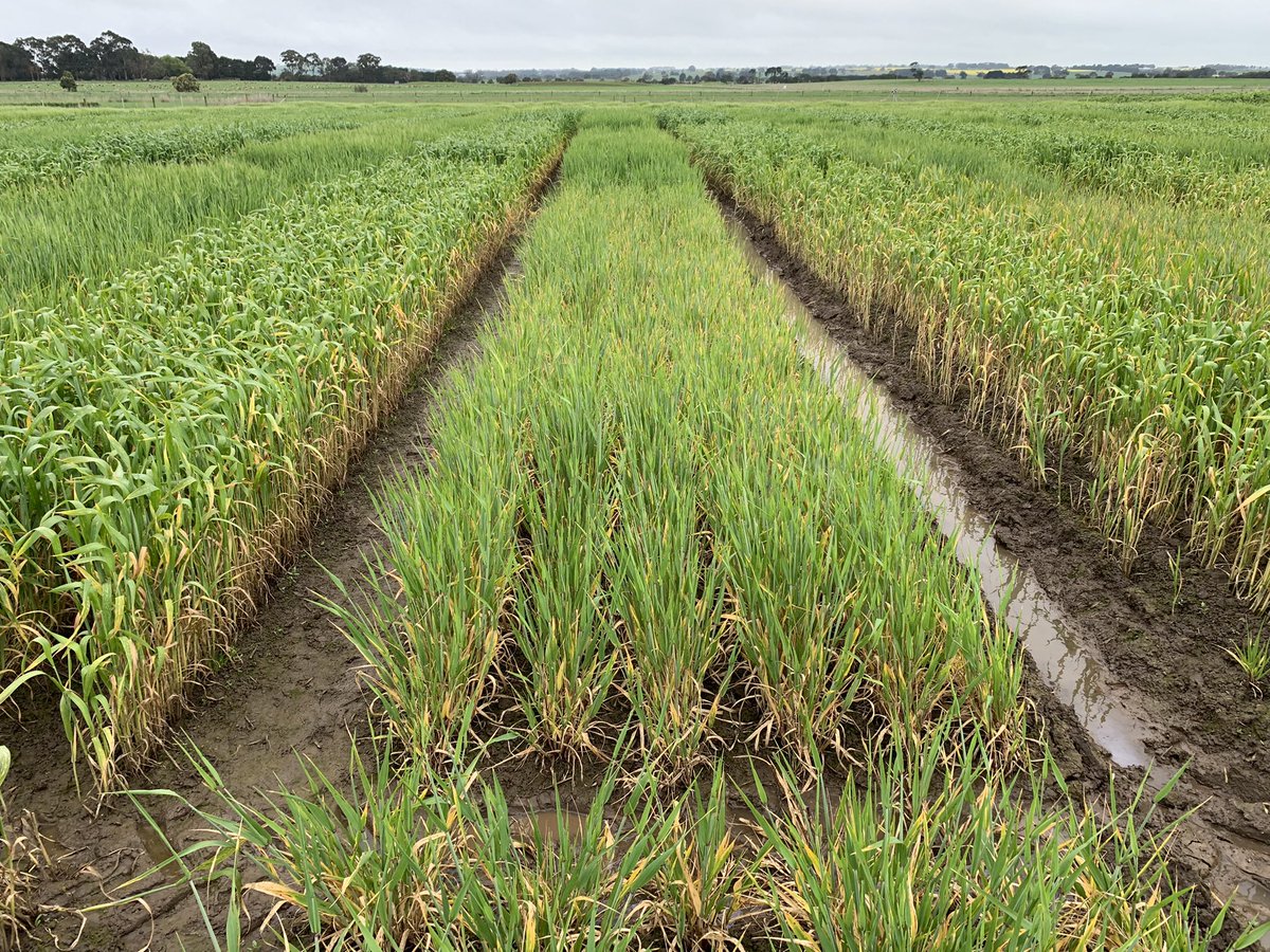 Our Barley net blotch fungicide timing experiments may become water logging experiments if the rain keeps coming.