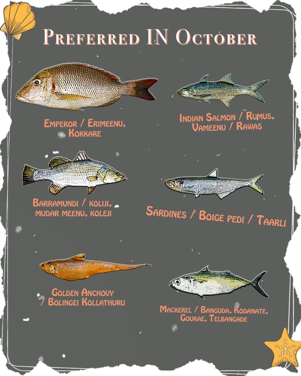 knowyourfish's tweet image. Common fishes that are relatively less vulnerable to exploitation in October (for the Indian west coast), and should be preferred options for the responsible seafood consumer. Check out our website knowyourfish.org.in for more.