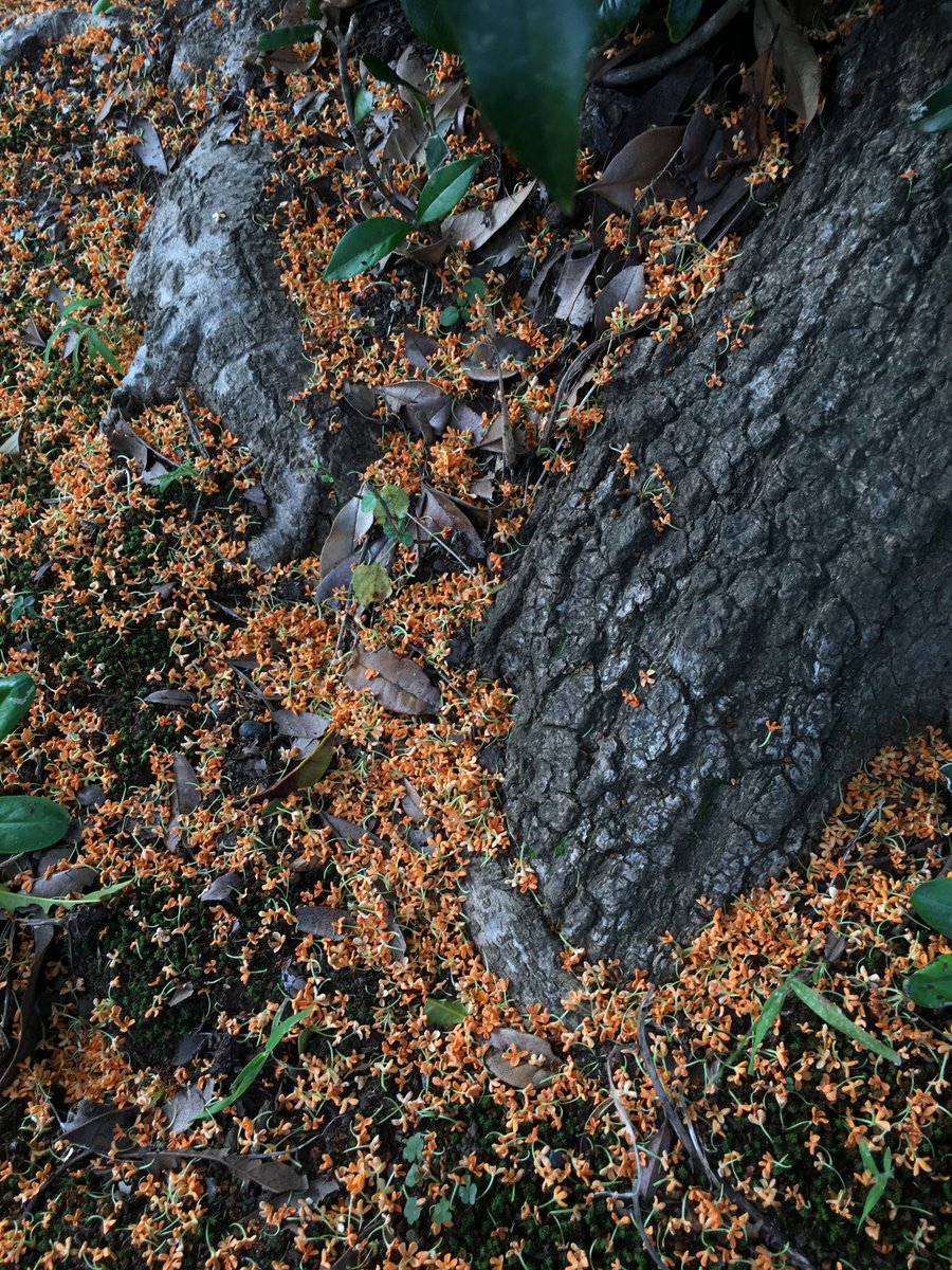 AnnieDonwerth_C's tweet photo. such a sweet fall
#kinmokusei #sweetosmanthus #sweetolive #teaolive #osmanthusfrangrans #JindaiBotanicalGarden #natureforall #nature https://t.co/6aPLhf7Jpn