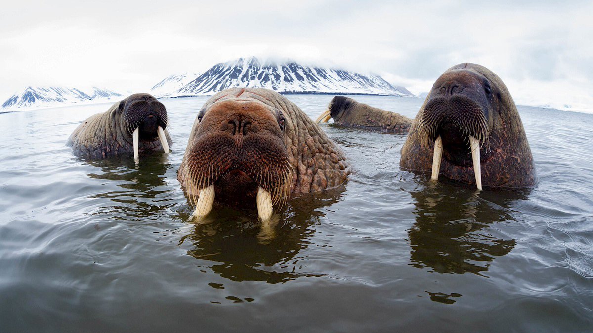 emilymsanker's tweet photo. Walruses are the largest pinniped, sometimes weighing over one ton 🤯 like if you’re feeling extra walrusy tonight 🤪 #MWrFa221 https://t.co/Q1MZqLtYtK