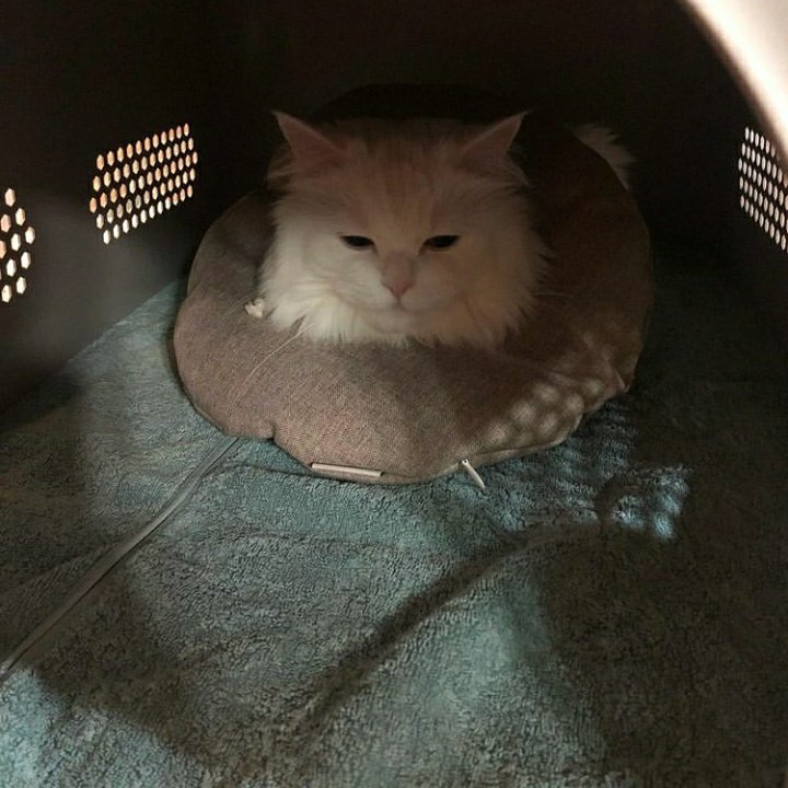 robin dando boa noite!! #HSGRAM