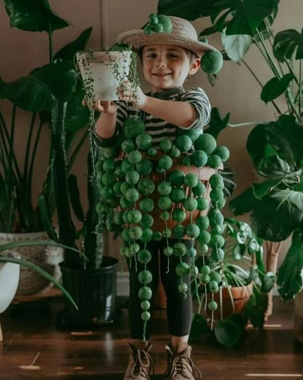 HobbyistPlant tweet picture