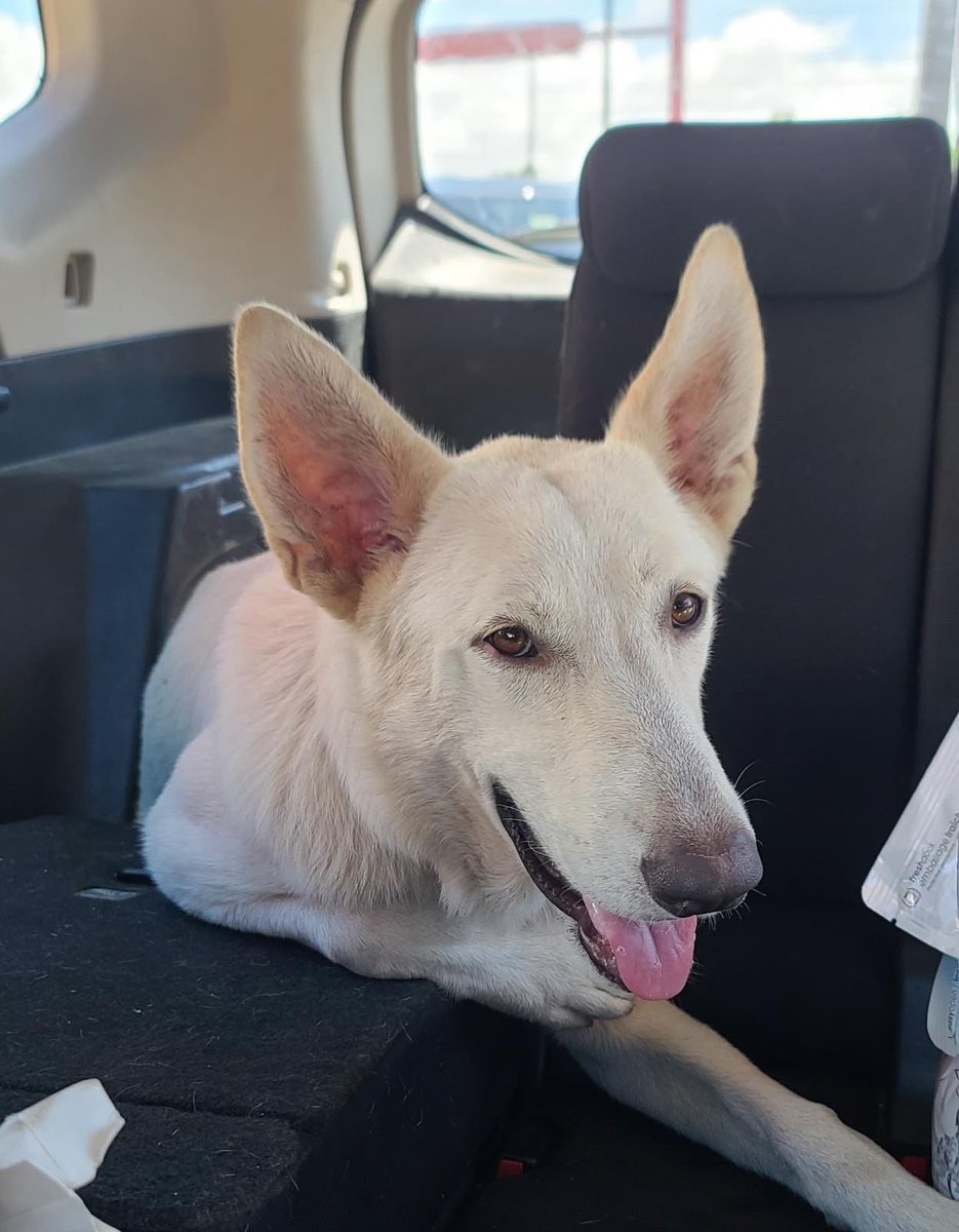 Here’s our newest rescue safe and sound inside the car of his rescuer. We found Finn in a dangerous location very close to the highway at the Plaza Las Americas shopping mall in San Juan. He appears to be a white German Shepard…super affectionate dog!!