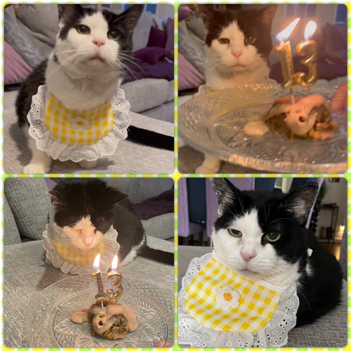 Nibbler_Cat's tweet photo. Had a nice birthday on Sunday! 🎂 https://t.co/yyRaQGlEbG