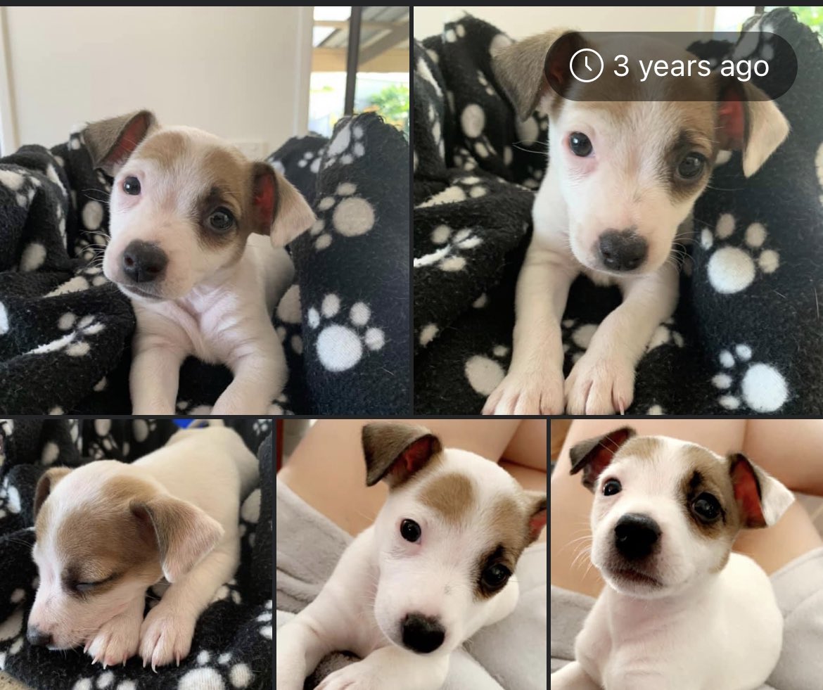 cjruiz18's tweet photo. @dremilymoir Omg so cute!!! 😍😍

I woke up to this memory on FB ☺️ Can’t believe it’s been 3 years since we got Scooter🐶 He’s so big now, especially those ears☺️ https://t.co/n0dGUXT0LS