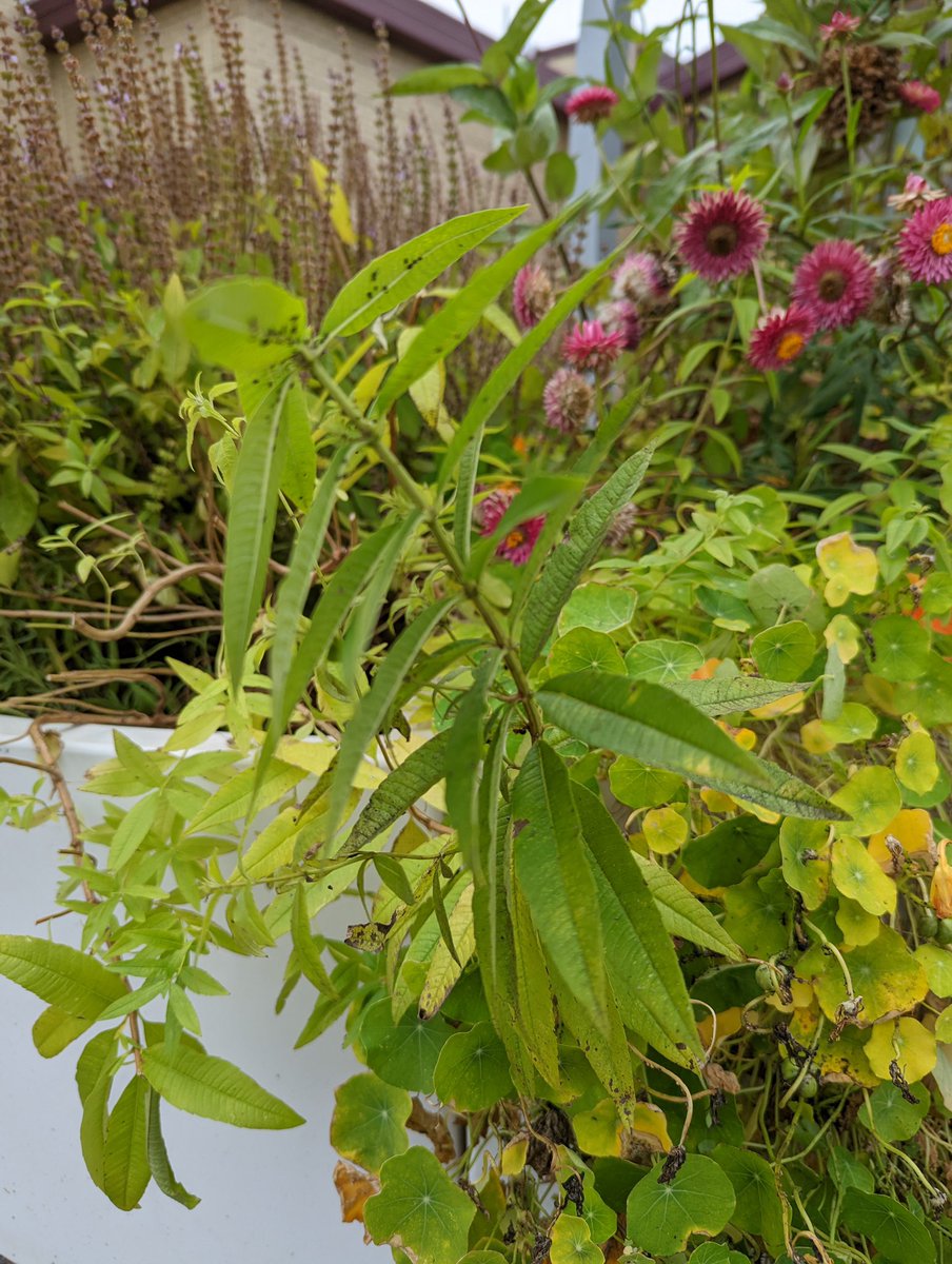 Students harvested mint &amp; lemon verbena from the garden, Mrs. Savinda steeped the tea, fancy attire &amp; there you have it! First grade teachers and their students had the most amazing tea party! <a href="/jrpilyih/">𝕁.ℝ. ℙ𝕚𝕝𝕪𝕚𝕙</a> <a href="/kerriganh1/">Heather Kerrigan</a> <a href="/sheriup1/">Sherry Lucas</a> <a href="/growpittsburgh/">Grow Pittsburgh</a> <a href="/WHEnvironment/">Women for a Healthy Environment</a> <a href="/HealthySchoolPA/">Healthy Schools PA</a>