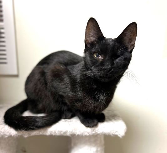 Cat_Guardians's tweet photo. Congratulations to these two black beauties, Karisma and Kelsey, who found the same forever home today! #AdoptDontShop #blackbeauties #piratecat #rolypoly #blackcatsstealheartsnotsouls https://t.co/VzYKiajlvG