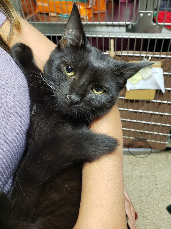Cat_Guardians's tweet photo. Congratulations to these two black beauties, Karisma and Kelsey, who found the same forever home today! #AdoptDontShop #blackbeauties #piratecat #rolypoly #blackcatsstealheartsnotsouls https://t.co/VzYKiajlvG