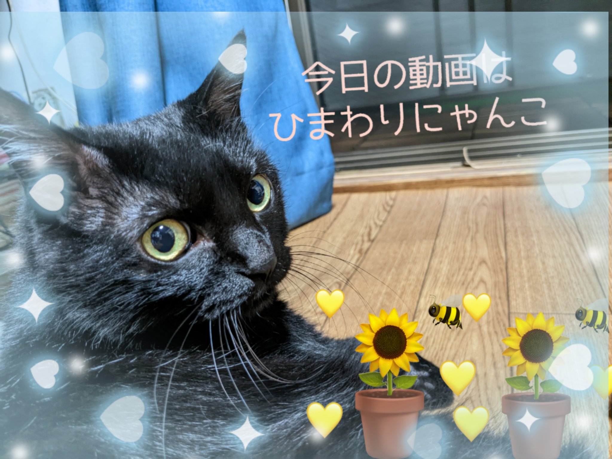 ATEEZ サン トレカ outlaw makestar cat 猫 東京限定 - vippetsalon.co.nz