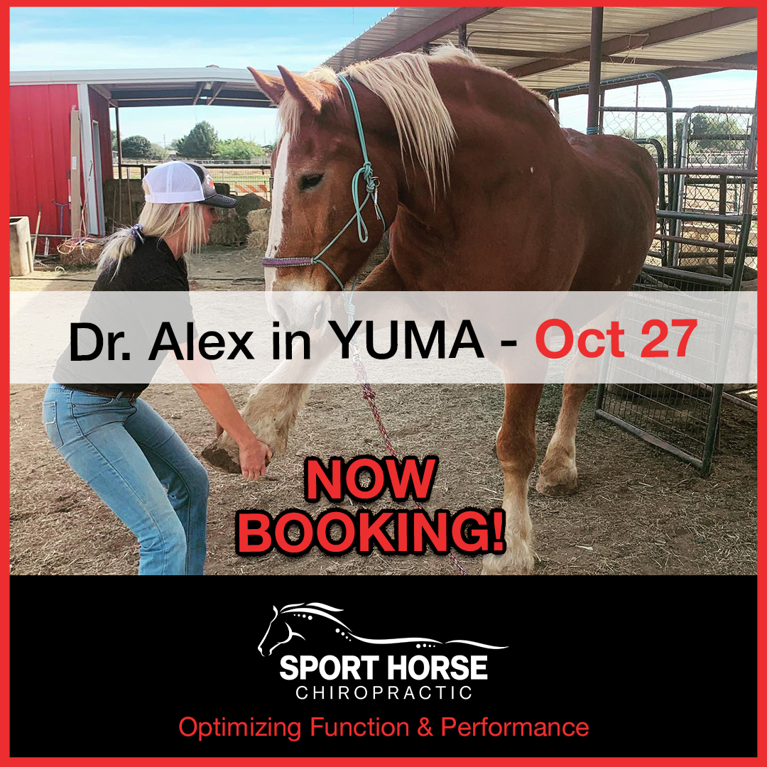 drmikeadney's tweet photo. Dr. Alex is scheduled to be in Yuma on Oct 27th. 

Text us today for an appt! 602-726-5186 

 https://t.co/HafMWJujFi

#sporthorsechiropractic
#sporthorses
#equinechiropractic
#equinechiropractor
#horsechiropractor
#horsechiropractic
#horsesofinstagram
#winning
#equines
#horses https://t.co/FoeKrEmZ55