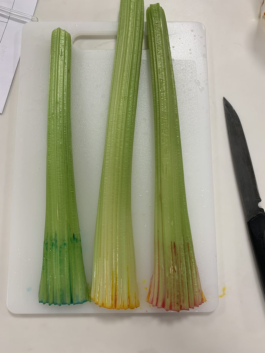 BeckRSaunders's tweet image. #IB #Biology #Topic2 #PropertiesOfWater  Oil v water v ethanol
