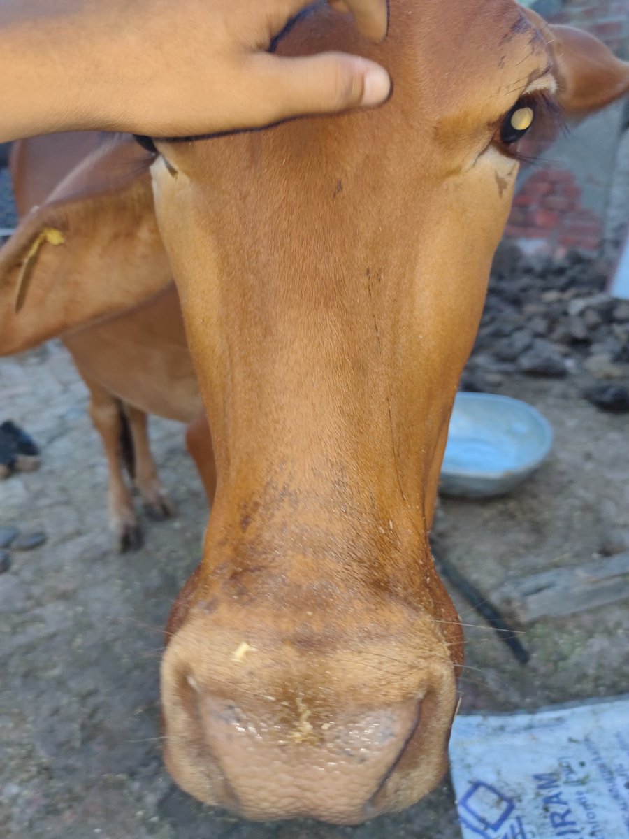 The_Satvik's tweet photo. १. गौ माता जिस जगह खड़ी रहकर आनंदपूर्वक चैन की सांस लेती है वहां के वास्तु दोष समाप्त हो जाते हैं।
२. जिस जगह गौ माता खुशी से रभांने लगे उस जगह देवी देवता पुष्प वर्षा करते हैं।
३. गौ माता के गले में घंटी जरूर बांधे; गाय के गले में बंधी घंटी बजने से गौ आरती होती है। https://t.co/AQjTgiIi1b
