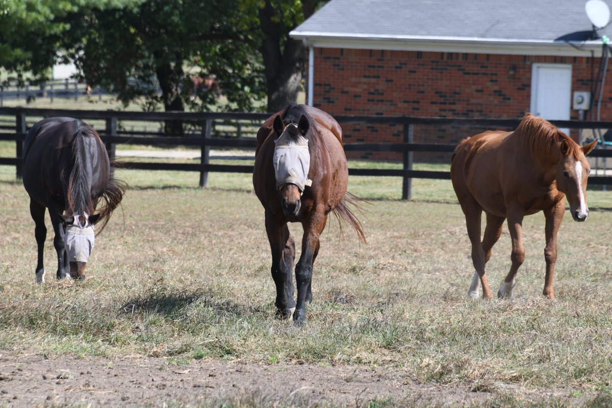 Laura Battles (@battles_laura) on Twitter photo Best bred mares on the farm all in a row <a href="/Oldfriendsfarm/">Old Friends</a> Mystery Trip, Gold Round, Hi Dubai are your girls <a href="/Fijithegreat/">Jaime Roth</a> Best bred mares on the farm all in a row <a href="/Oldfriendsfarm/">Old Friends</a> Mystery Trip, Gold Round, Hi Dubai are your girls <a href="/Fijithegreat/">Jaime Roth</a>