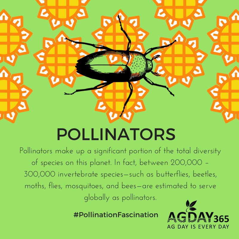 AGDAY365's tweet photo. Pollinators make up a significant portion of  diversity of species on this planet 🌎. In fact, between 200,000 – 300,000 invertebrate species—such as butterflies, beetles, moths, flies, and bees—are est. to serve as pollinators. 🐝🐞🐛🐜 🦟 #PollinationFascination 🦋 #AgDay365 https://t.co/lTD2GsOqw6