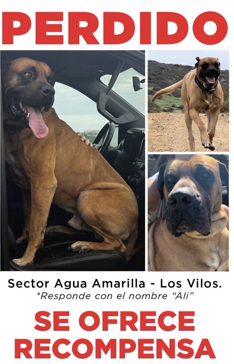 MGuimpert's tweet photo. Es de una amiga.. se perdió cerca de los vilos y llevan 5 dias buscandolo.. si alguien sabe algo que me escriba!!! https://t.co/EoXI5Yfmmf