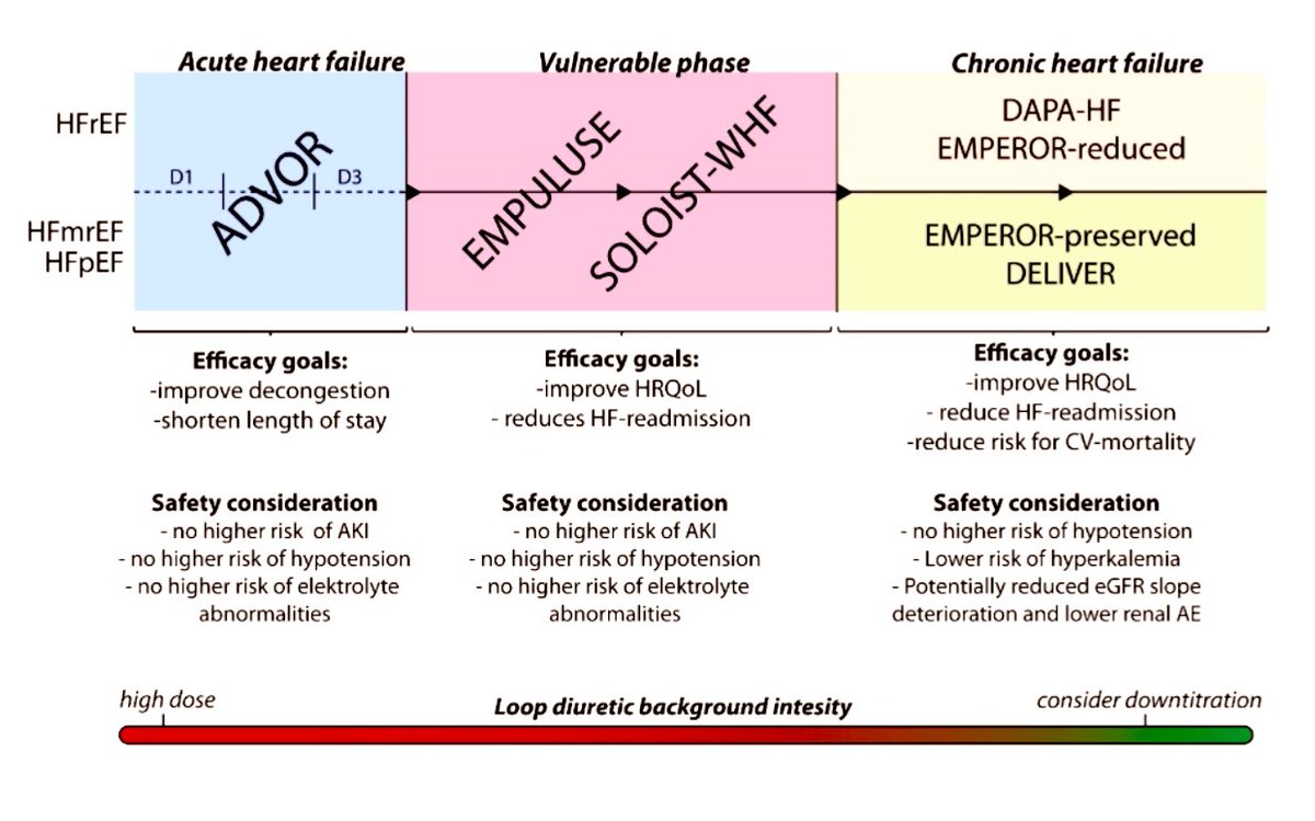Inhibiting the proximal nephron in #AHF – emerging data on kidney safety and efficacy Overview of proximal nephron inhibition in the disease trajectory of the #HeartFailure patients onlinelibrary.wiley.com/doi/abs/10.100… @PieterMartensMD @WilfriedMullens @ESC_Journals @susannaprice @gcfmd
