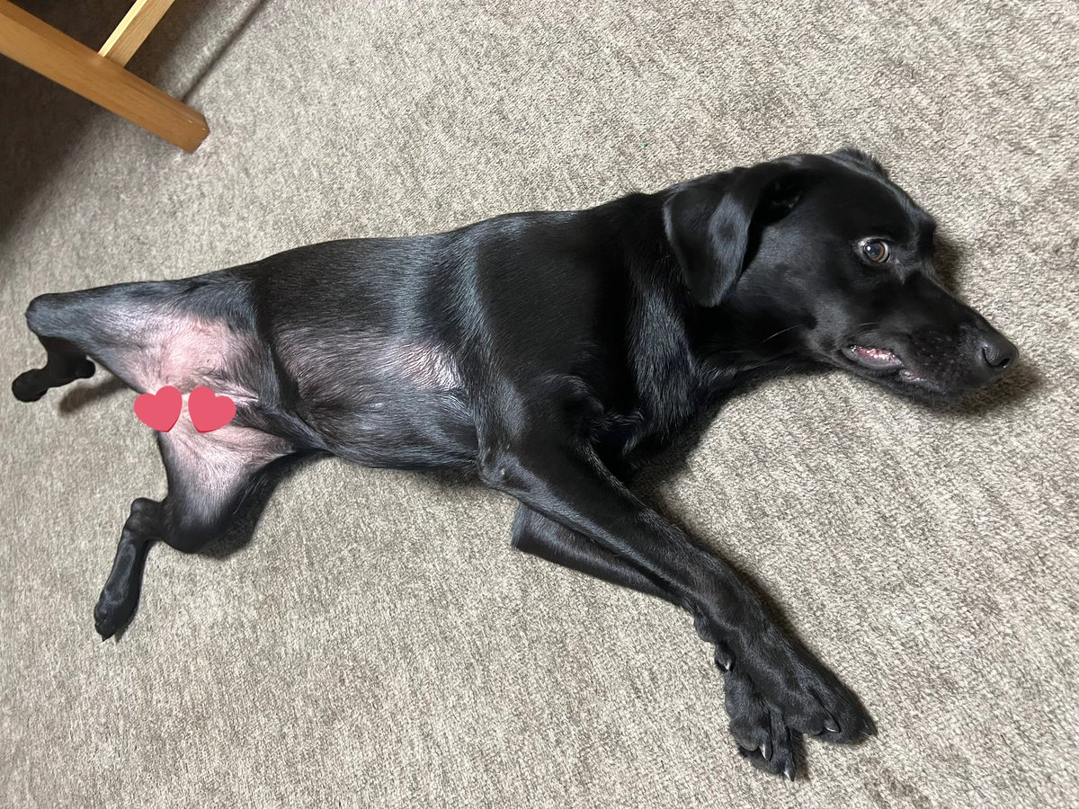 振り返ると撫でられ待ち犬（圧がすごい）

#ラブラドールレトリバー　#黒ラブのいる暮らし