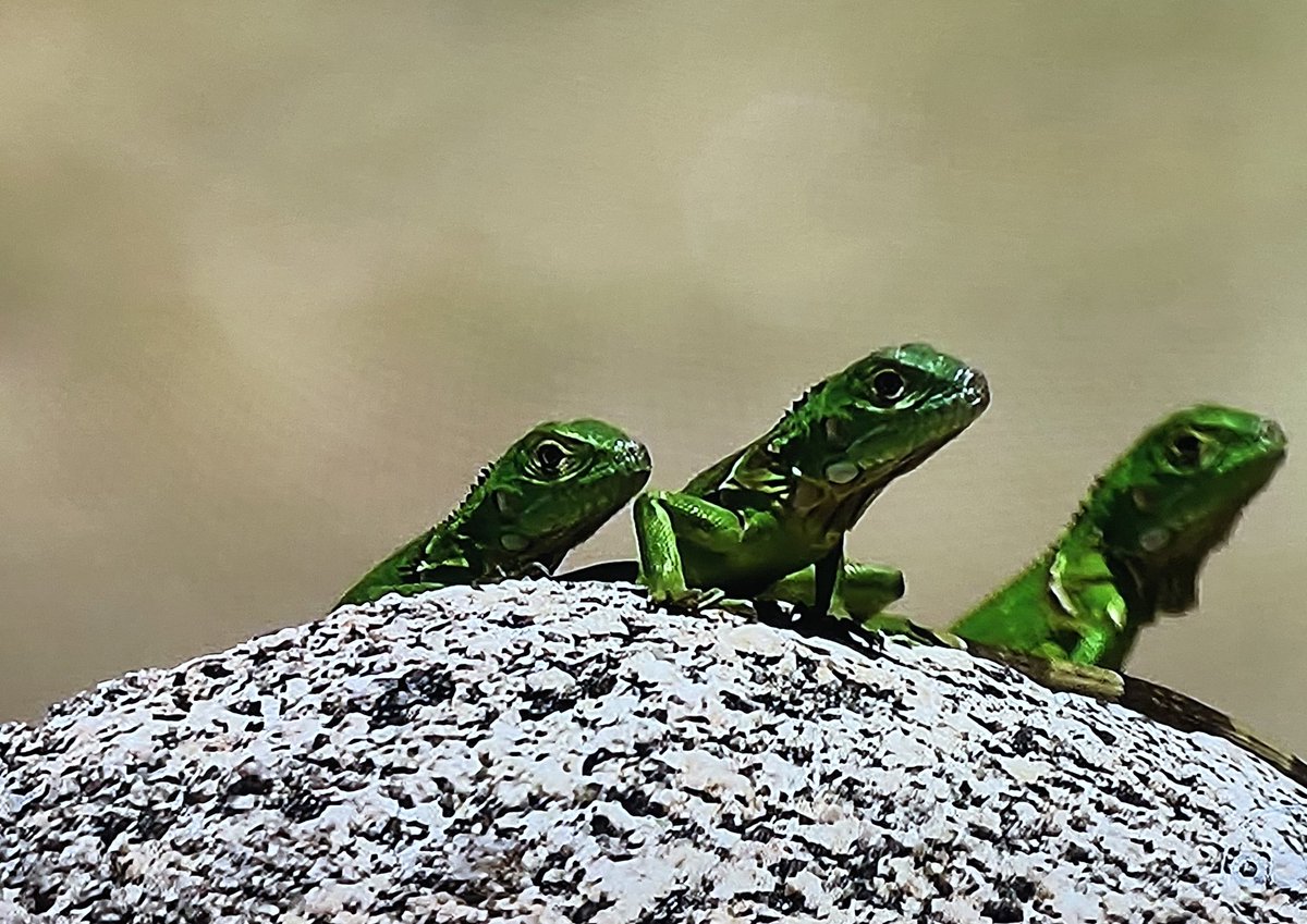 acceptthispod's tweet photo. The awkward double date is going down and meanwhile back at the resort… #BachelorInParadise https://t.co/BrHVjx6HS3