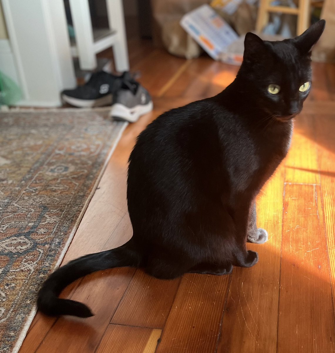 WOLFGIRL tweet media