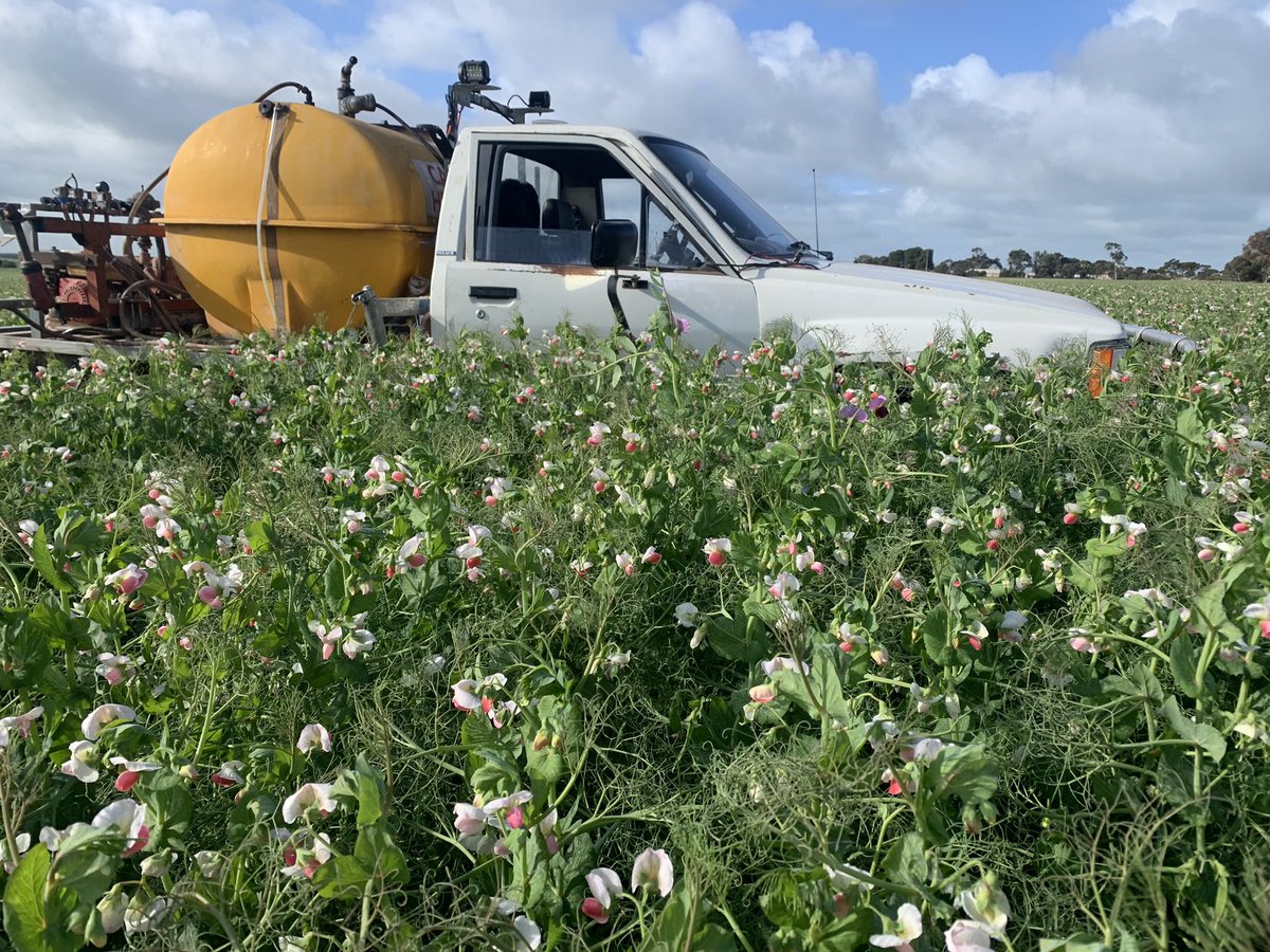Peas got some height this year 😳 #fieldpeas